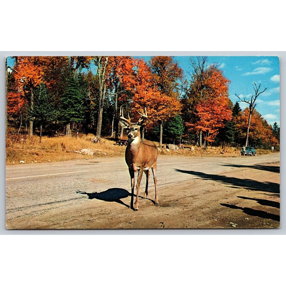 Postcard A DEER Crossing Buck Antlers Fall Autumn Old Car c1950 Vintage Unposted